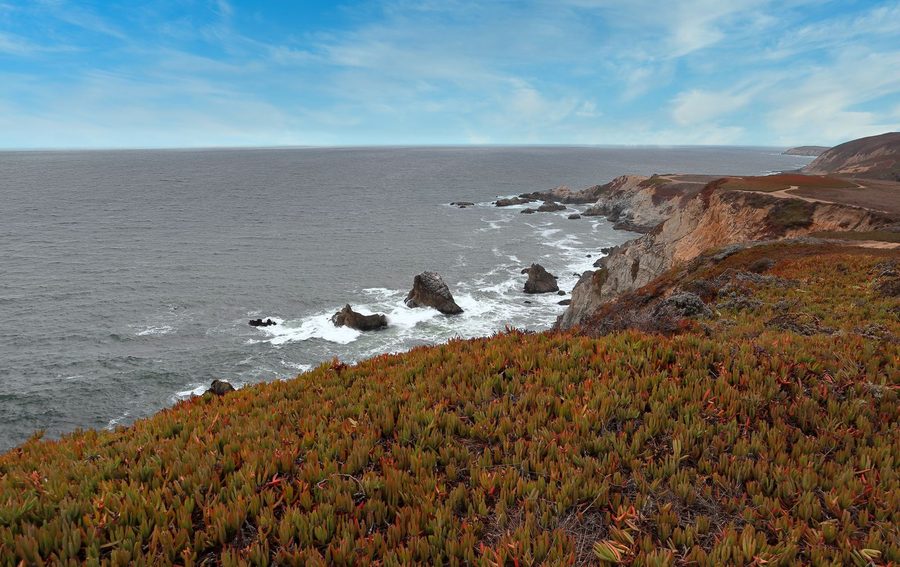 Coastal bluffs covered in iceplant above sea stacks and surf at Bodega Bay.